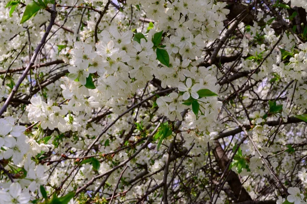 Branches Cerisier Avec Belles Fleurs Gros Plan Concept Printemps — Photo