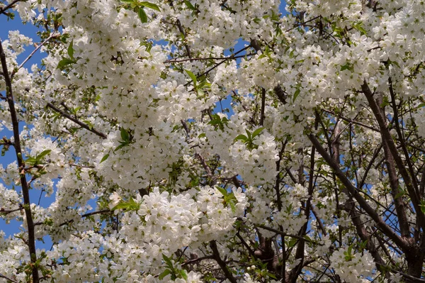 Rami Ciliegio Con Bellissimi Fiori Primo Piano Concetto Primaverile — Foto Stock