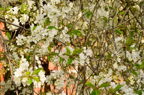 Branches Cerisier Avec Belles Fleurs Gros Plan Concept Printemps — Photo