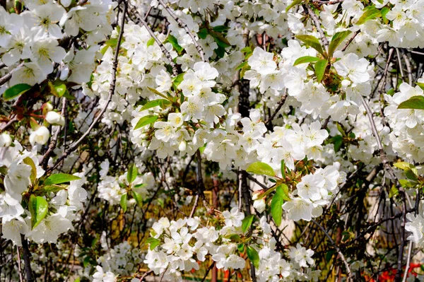 樱桃树分枝 花朵美丽 春意盎然 — 图库照片
