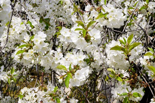 Ramas Cerezo Con Hermosas Flores Primer Plano Concepto Primavera — Foto de Stock