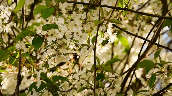 Ramos Cerejeira Com Belas Flores Close Conceito Primavera — Fotografia de Stock