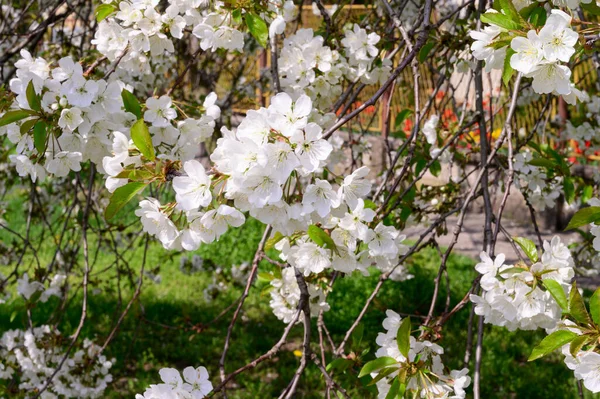 Kirschbaumzweige Mit Schönen Blüten Nahaufnahme Frühlingskonzept — Stockfoto