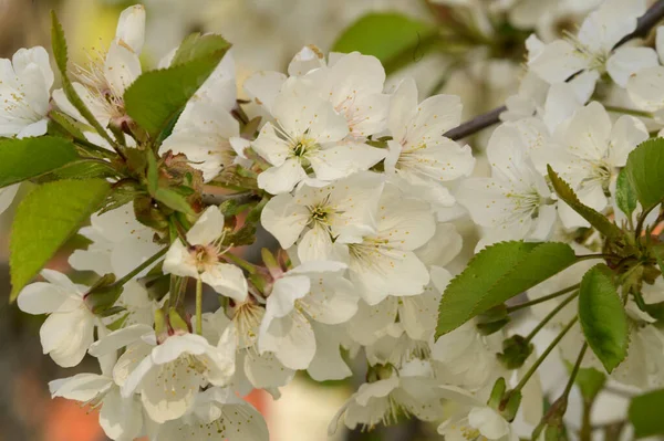 Güzel çiçekli kiraz ağacı dalları, yakın plan, bahar konsepti.  