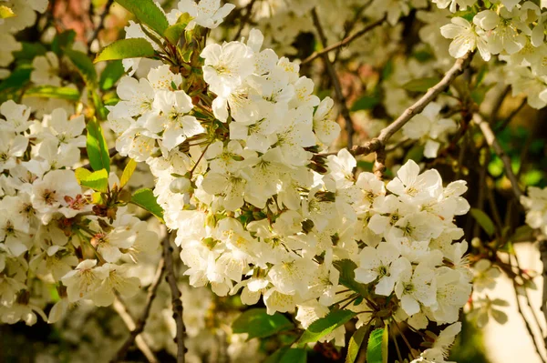 Rami Ciliegio Con Bellissimi Fiori Primo Piano Concetto Primaverile — Foto Stock