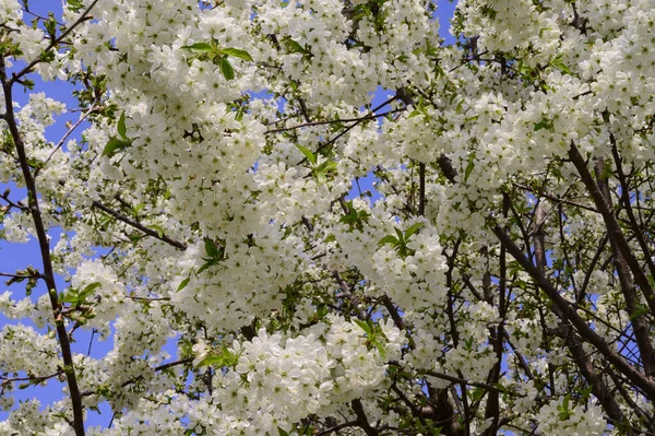 樱桃树分枝 花朵美丽 春意盎然 — 图库照片