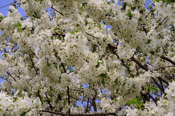 Cherry Tree Branches Beautiful Flowers Close Spring Concept — Stock Photo, Image