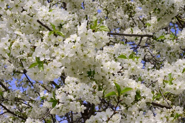 Kirschbaumzweige Mit Schönen Blüten Nahaufnahme Frühlingskonzept — Stockfoto