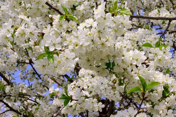 Rami Ciliegio Con Bellissimi Fiori Primo Piano Concetto Primaverile — Foto Stock