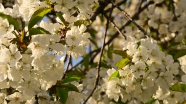 Güzel çiçekli kiraz ağacı dalları, yakın plan, bahar konsepti.  