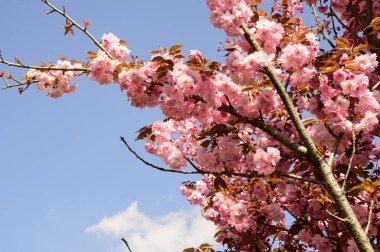 Güzel çiçekli kiraz ağacı dalları, yakın plan, bahar konsepti.  