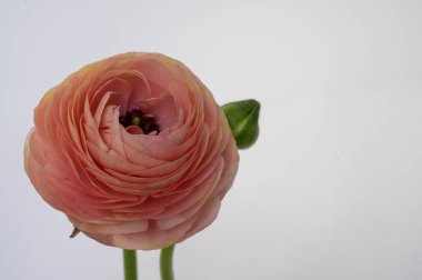 Aydınlık arkaplanda güzel renkli bir gül, bahar ve anneler günü konsepti, yakın görüş  