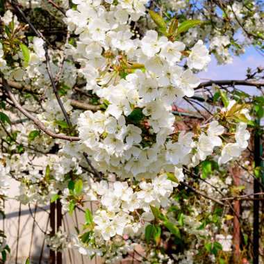 Güzel çiçekli kiraz ağacı dalları, yakın plan, bahar konsepti.  