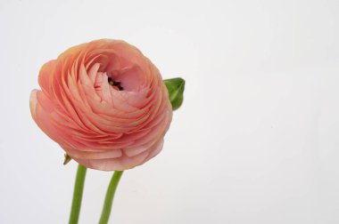 Aydınlık arkaplanda güzel renkli bir gül, bahar ve anneler günü konsepti, yakın görüş  