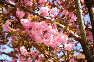 Güzel çiçekli kiraz ağacı dalları, yakın plan, bahar konsepti.  