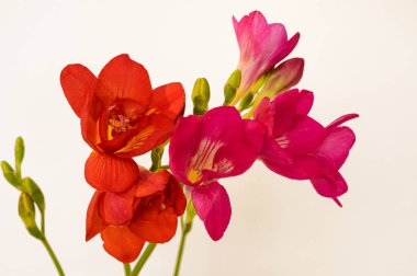 Aydınlık arka planda güzel renkli çiçekler, bahar ve anneler günü konsepti, yakın görüş  