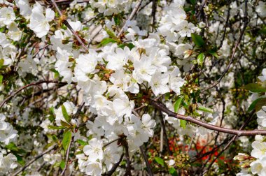 Güzel çiçekli kiraz ağacı dalları, yakın plan, bahar konsepti.  