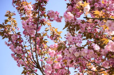 Güzel çiçekli kiraz ağacı dalları, yakın plan, bahar konsepti.  