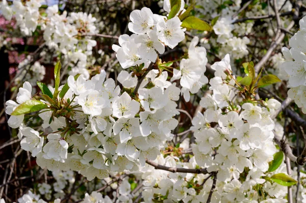 Cherry Tree Branches Beautiful Flowers Close Spring Concept — Stock Photo, Image