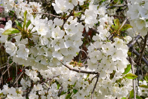 Gałęzie Wiśni Pięknymi Kwiatami Zbliżenie Koncepcja Wiosny — Zdjęcie stockowe