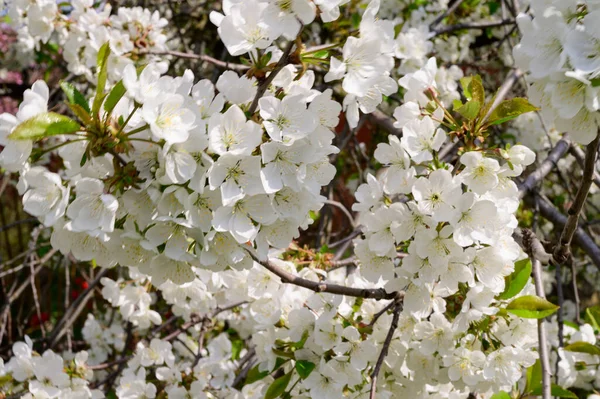 Ramas Cerezo Con Hermosas Flores Primer Plano Concepto Primavera — Foto de Stock