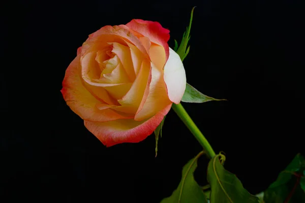 Gyönyörű Rózsa Virág Kertben Nyáron Napsütéses Nap — Stock Fotó
