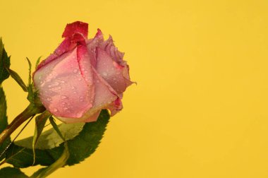 Renkli arka planda güzel bir gül, bahar ve anneler günü konsepti, yakın görüş  