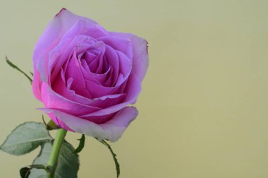 Aydınlık arkaplanda güzel renkli bir gül, bahar ve anneler günü konsepti, yakın görüş  