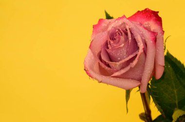 Renkli arka planda güzel bir gül, bahar ve anneler günü konsepti, yakın görüş  