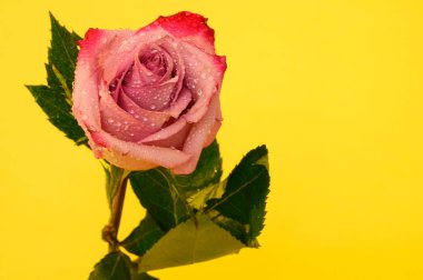 Renkli arka planda güzel bir gül, bahar ve anneler günü konsepti, yakın görüş  