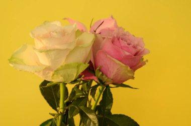 Renkli arka planda güzel güller, bahar ve anneler günü konsepti, yakın görüş  