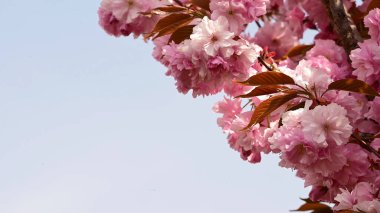 Güzel çiçekli kiraz ağacı dalları, yakın plan, bahar konsepti.  