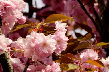 Güzel çiçekli kiraz ağacı dalları, yakın plan, bahar konsepti.  