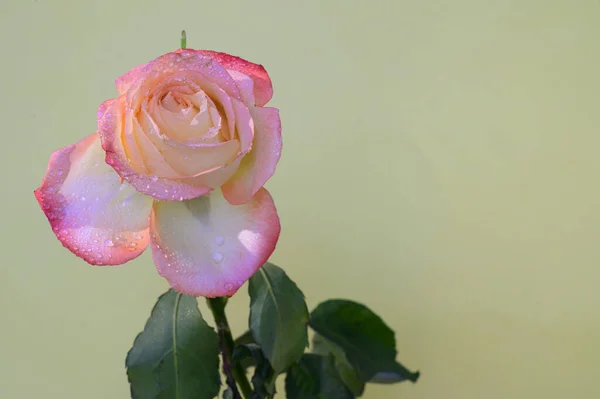 Hermosa Rosa Colores Sobre Fondo Claro Primavera Madre Concepto Día —  Fotos de Stock