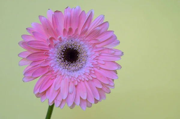Beautiful Colorful Gerbera Light Background Spring Mother Day Concept Close — Stock Photo, Image
