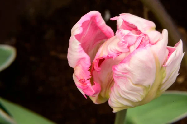 Bela Tulipa Crescendo Jardim Dia Ensolarado Conceito Primavera Dia Mãe — Fotografia de Stock