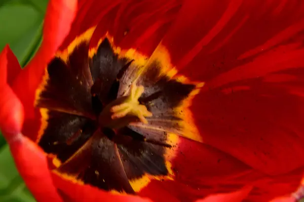 Schöne Tulpen Wachsen Garten Sonnigen Tagen Frühling Und Muttertag Konzept — Stockfoto