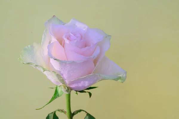 Belle Rose Colorée Sur Fond Clair Concept Printemps Fête Des — Photo