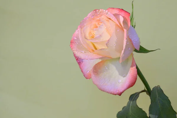 Hermosa Rosa Colores Sobre Fondo Claro Primavera Madre Concepto Día —  Fotos de Stock