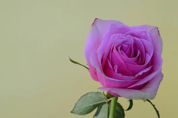 Hermosa Rosa Colores Sobre Fondo Claro Primavera Madre Concepto Día — Foto de Stock