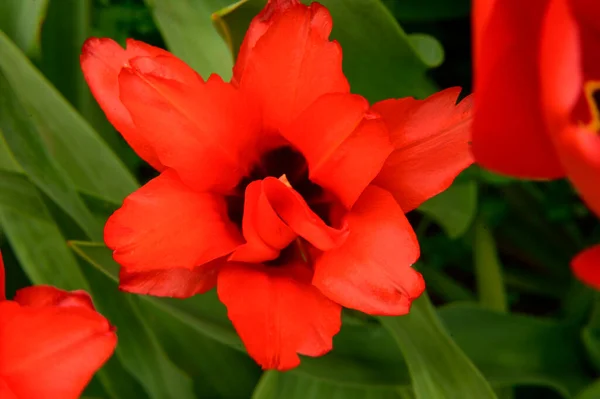 Belles Tulipes Poussant Dans Jardin Jour Ensoleillé Concept Printemps Fête — Photo