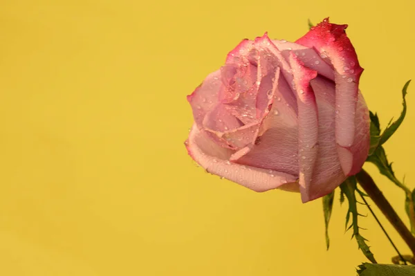 Hermosa Rosa Sobre Fondo Colorido Primavera Madre Concepto Día Vista — Foto de Stock