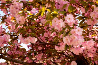 Güzel çiçekli kiraz ağacı dalları, yakın plan, bahar konsepti.  