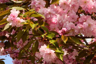 Güzel çiçekli kiraz ağacı dalları, yakın plan, bahar konsepti.  