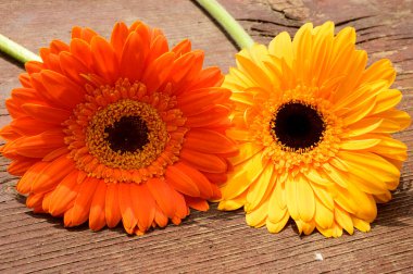 Tahta arka planda güzel Gerbera çiçekleri, yaz konsepti, yakın görüş   