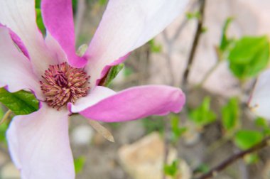 Baharda, güneşli bir günde bahçede büyüyen güzel çiçek. 