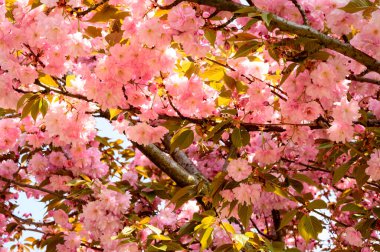 Güzel çiçekli kiraz ağacı dalları, yakın plan, bahar konsepti.  