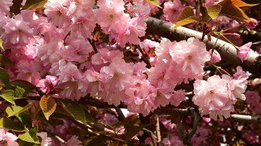 Güzel çiçekli kiraz ağacı dalları, yakın plan, bahar konsepti.  