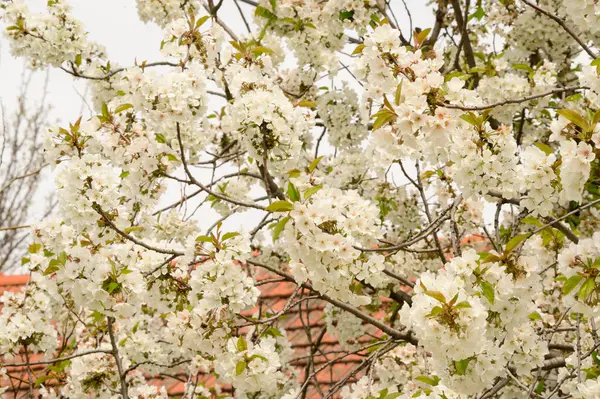 Ramos Cerejeira Com Belas Flores Close Conceito Primavera — Fotografia de Stock