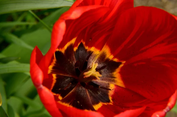 Όμορφη Τουλίπα Λουλούδι Αυξάνεται Στον Κήπο Την Άνοιξη Ηλιόλουστη Μέρα — Φωτογραφία Αρχείου